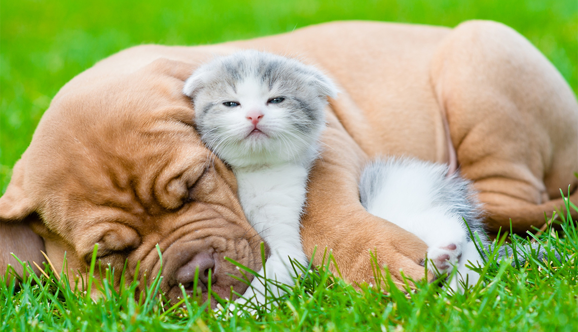 a cute cat and dog are sleeping on the grass