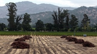 YOUNTVILLE, CALIFORNIA - SEPTEMBER 24: In an aerial view, piles of rotting grape vines sit in a fallow field that was once a vineyard on September 24, 2025 in Yountville, California. Winegrowers in Napa and Sonoma counties are removing thousands of acres of vineyard as demand for wine is in steep decline and alcohol consumption is at a 90-year low. California winemakers experienced their lightest harvest in 2024 with a 23% decrease from 2023, and expect to leave more than 100,000 tons of grapes on the vines to rot this season as growers struggle to find buyers for their grapes.