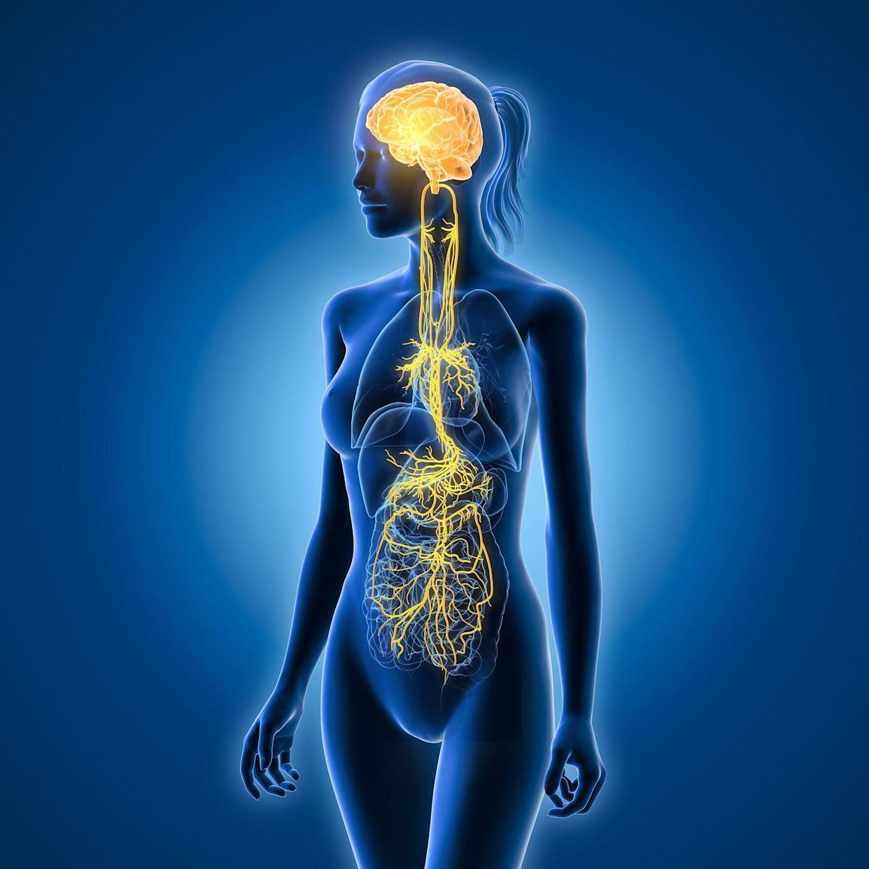 Illustration showing brain and active vagus nerve (tenth cranial nerve or CN X) und human organs of a human adult female