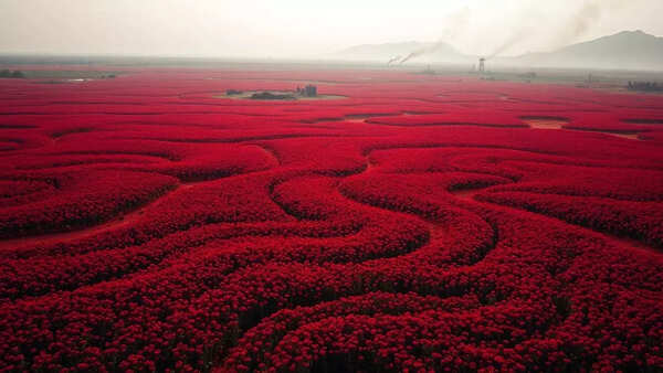 Myanmar: Drug production booming amid civil war