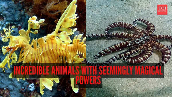 9 fascinating creatures from around the world with abilities that seem almost magical!