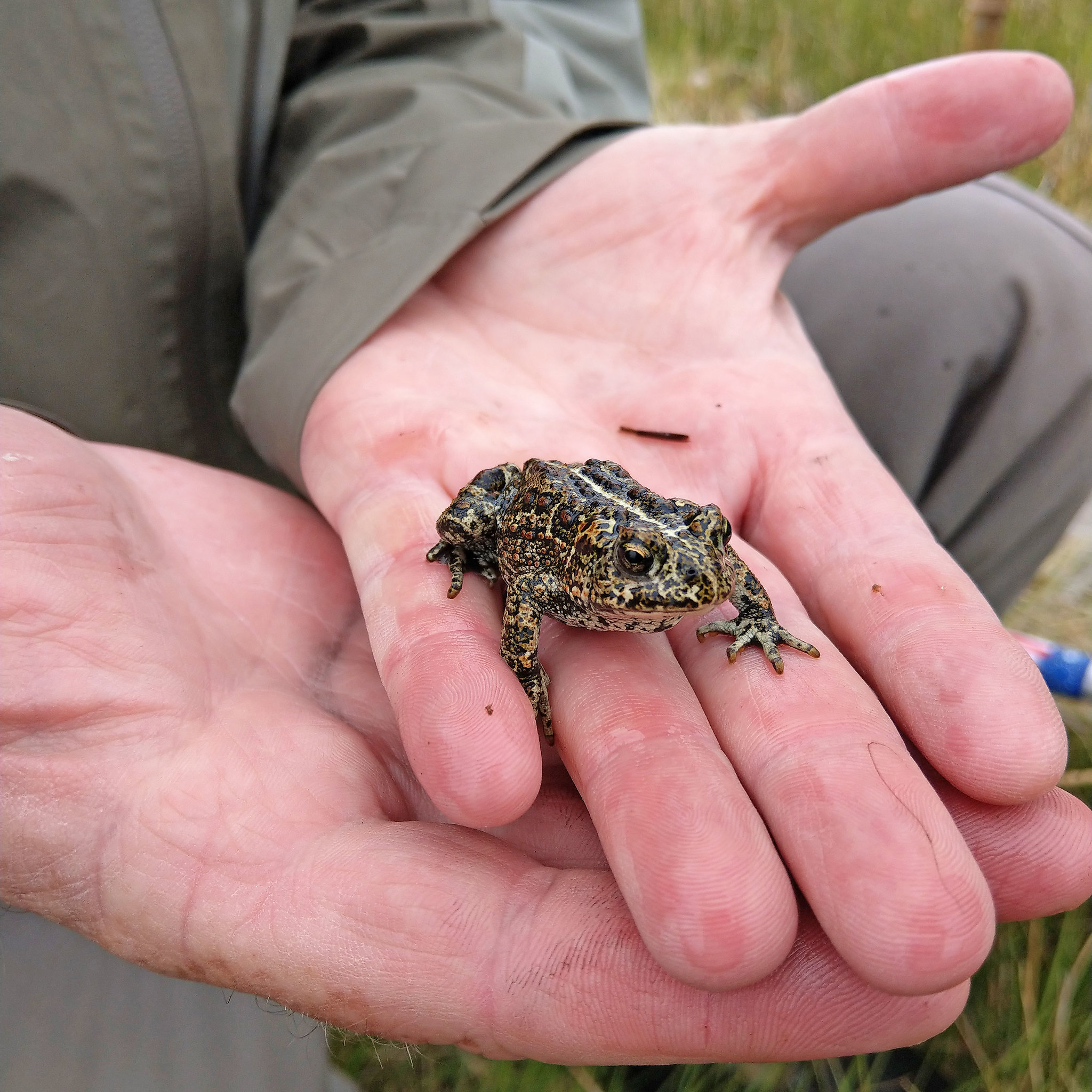 The diminutive Dixie Valley toad.