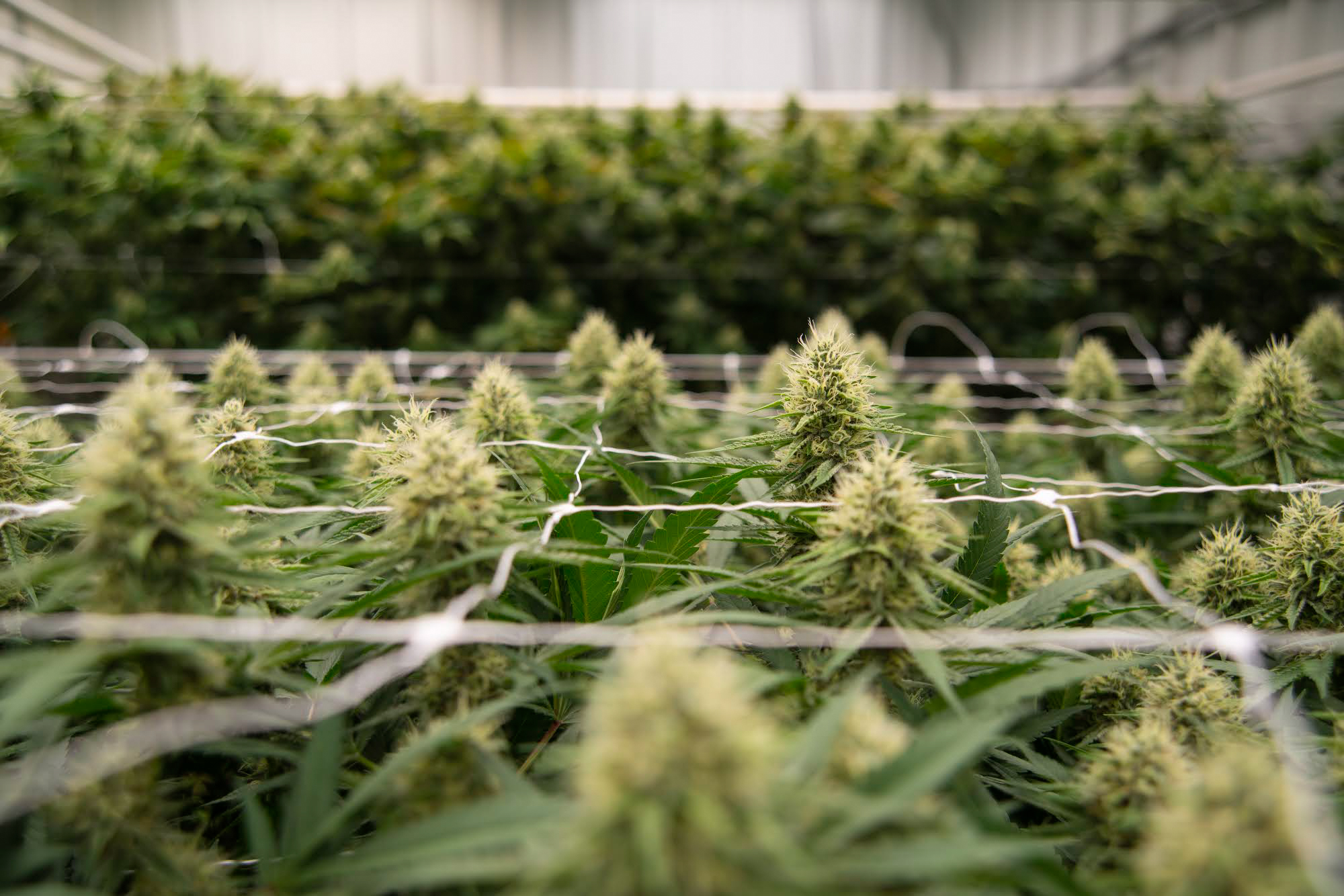 Mature cannabis plants as seen in a grow room during a tour of Green Life Productions.