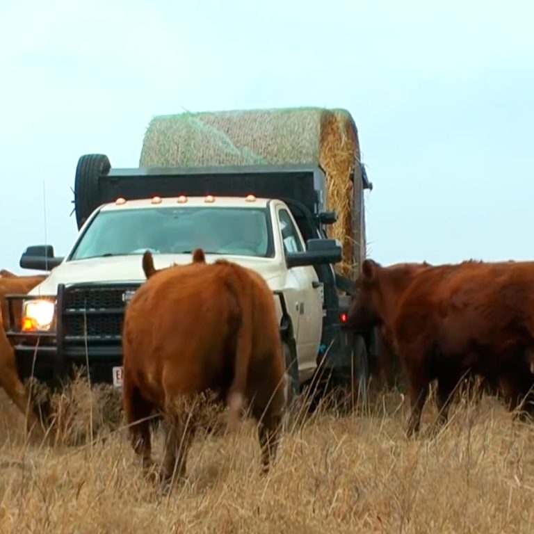 truck carrying hay bales