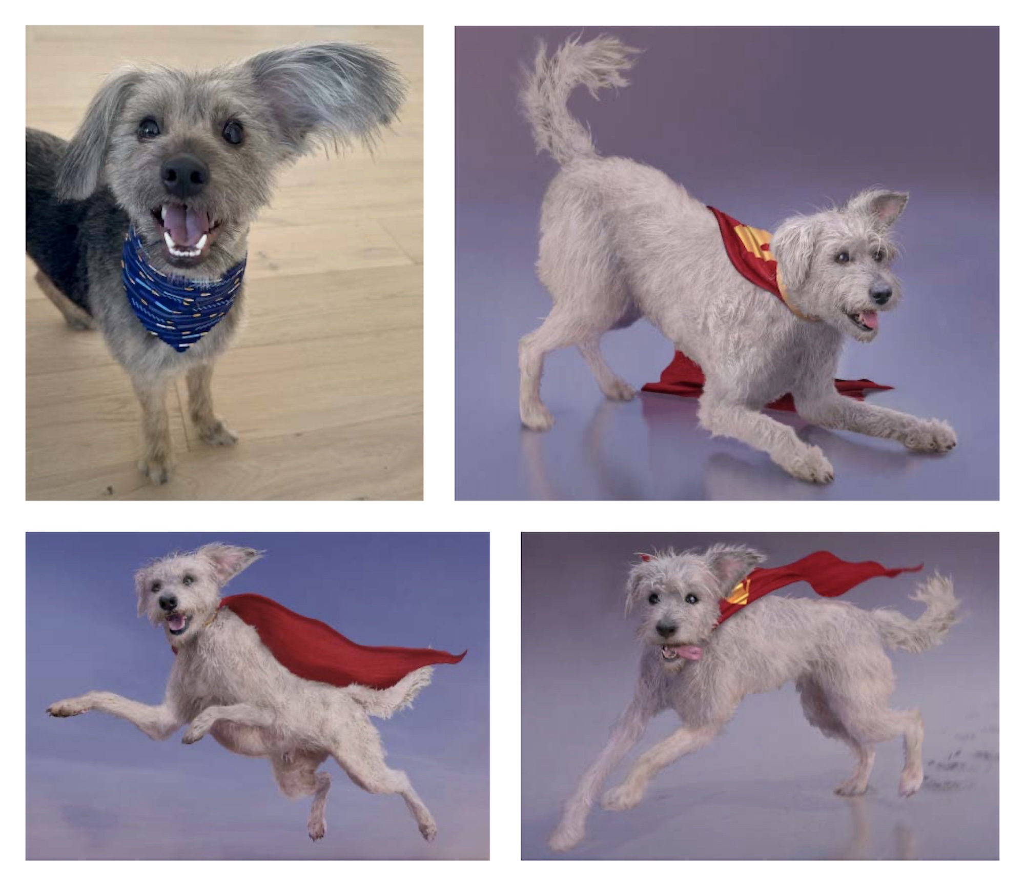 Krypto from Superman: The Art & Making of the Film