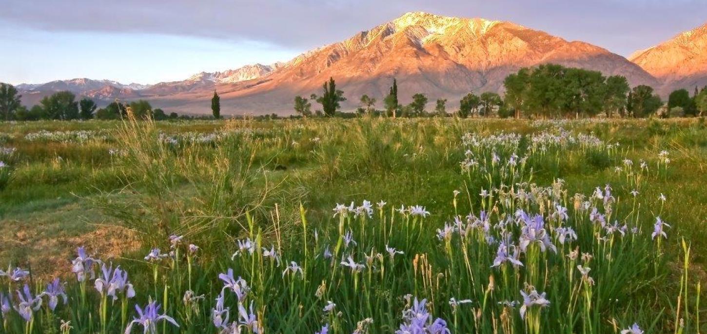 Wild iris flowers in round valley with the sun shining on Mt. Tom behind