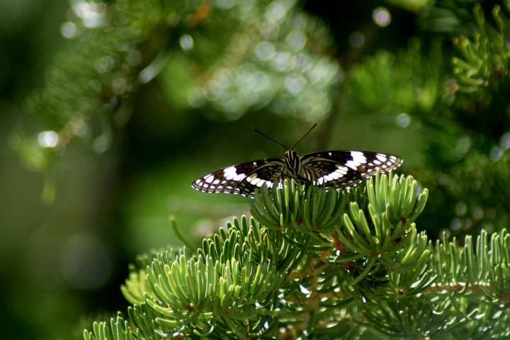 Nevada admiral (Natalie Burt)