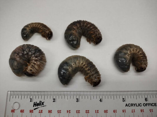 Kokua Line: Will I lose tree if potential pest is reported?