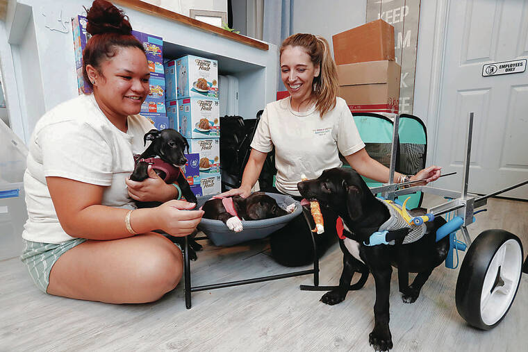 Puppy’s shooting on Oahu inspires community action